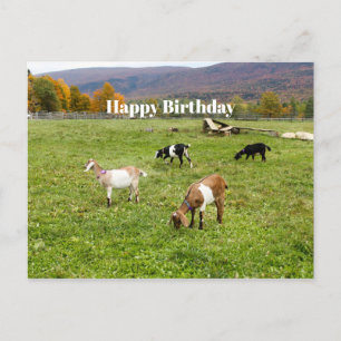 Postal Animales Cabras Pastizal Vermont Foto Cumpleaños