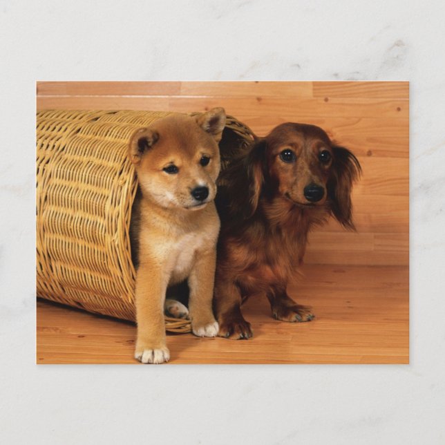 Postal Animales, Cachorros (Anverso)
