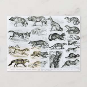 Postal Animales carnívoros