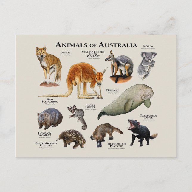 Postal Animales de Australia (Anverso)