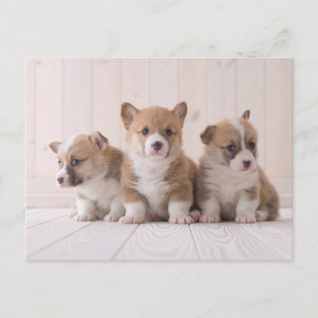 Postal Animales de bebé más afectados | 3 Baby Corgis (Anverso)