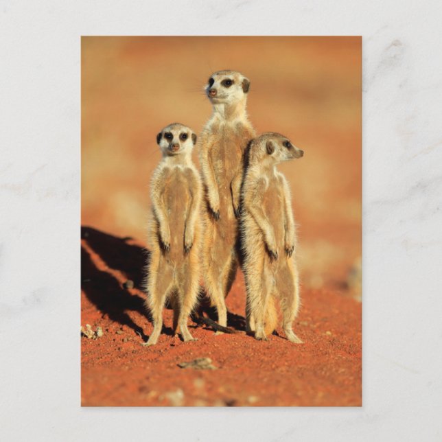 Postal Animales de bebé más afectados | 3 Meerkats (Anverso)