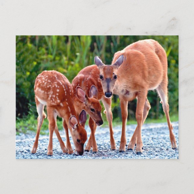 Postal Animales de bebé más afectados | Amanecer con bebé (Anverso)