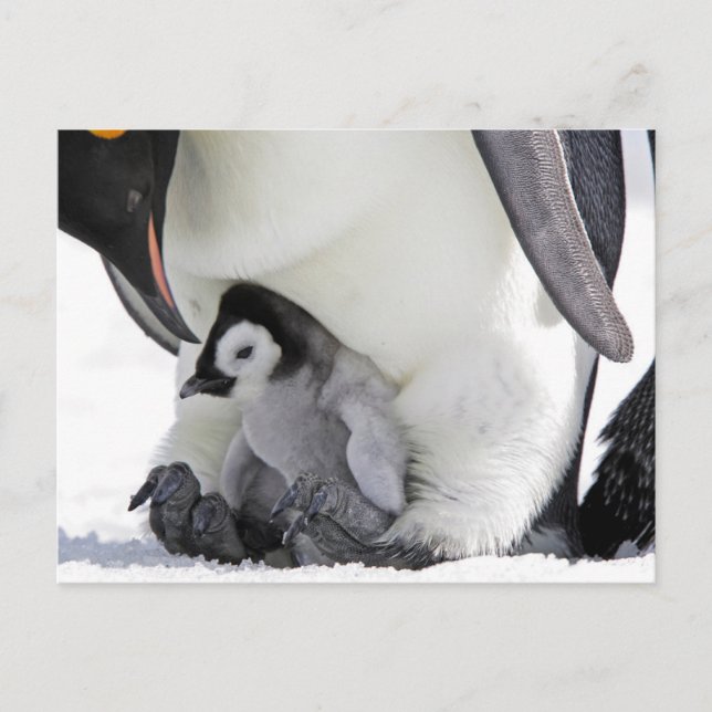 Postal Animales de bebé más afectados | Baby Emperor Peng (Anverso)