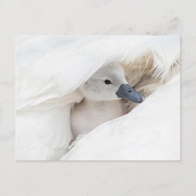 Postal Animales de bebé más afectados | Baby Mute Swan (Anverso)