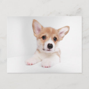 Postal Animales de bebé más afectados   Bebé dulce Corgi