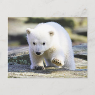 Postal Animales de bebé más afectados   Bebé Oso Polar