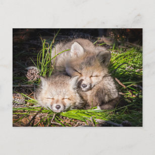 Postal Animales de bebé más afectados   Bebé Red Fox Kits