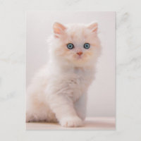 Animales de bebé más afectados | Blue Eye Kitten