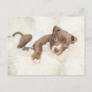 Postal Animales de bebé más afectados Cachorro de cigal