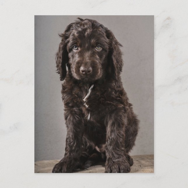 Postal Animales de bebé más afectados | Cachorro de coca (Anverso)