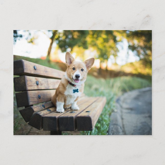 Postal Animales de bebé más afectados | Cachorro de Corgi (Anverso)
