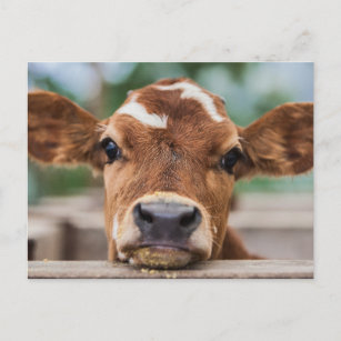 Postal Animales de bebé más afectados   Calvario de vaca 