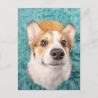 Animales de bebé más afectados | Cara dulce Corgi 