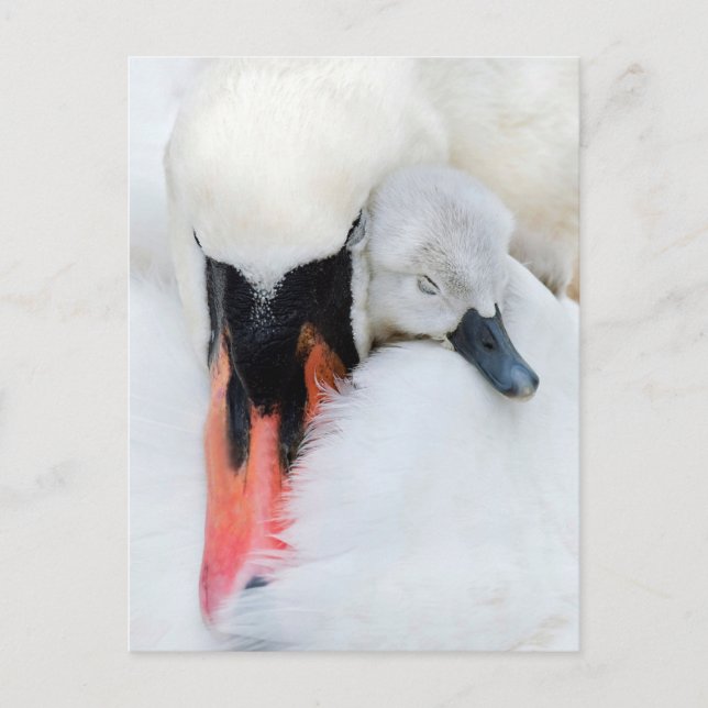 Postal Animales de bebé más afectados | Cisne de mamada m (Anverso)
