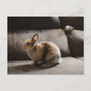 Postal Animales de bebé más afectados   Conejo enano de l