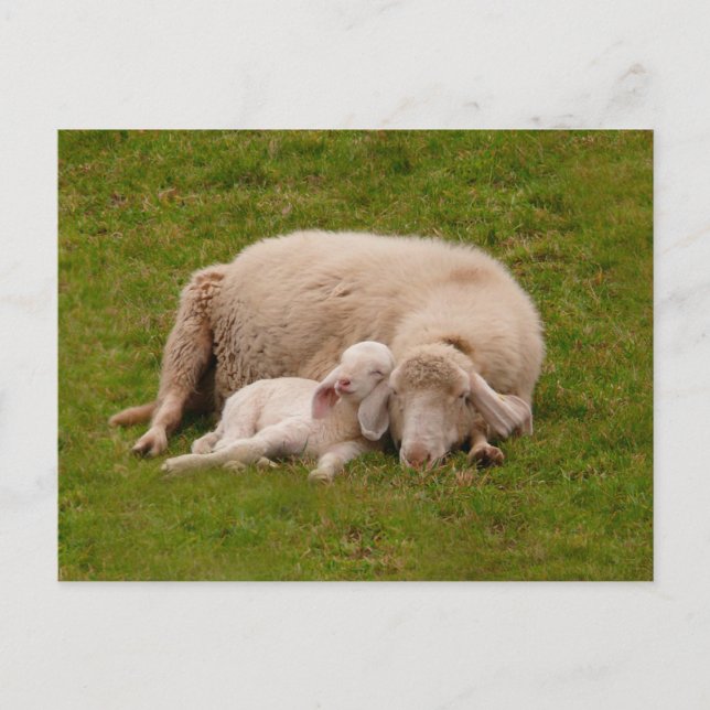 Postal Animales de bebé más afectados | Cordero sonriente (Anverso)