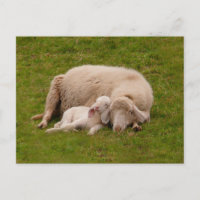 Animales de bebé más afectados | Cordero sonriente