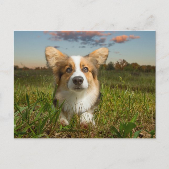 Postal Animales de bebé más afectados | Corgi en el Aveni (Anverso)