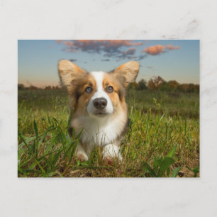 Postal Animales de bebé más afectados   Corgi en el Aveni