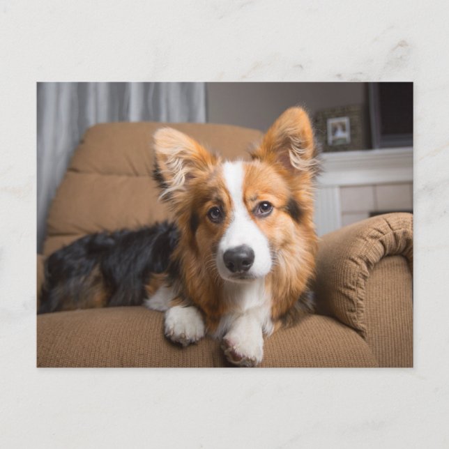 Postal Animales de bebé más afectados | Corgi Puppy de pe (Anverso)