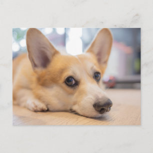 Postal Animales de bebé más afectados   Corgi Puppy en el