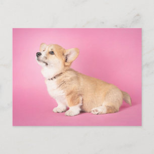 Postal Animales de bebé más afectados   Corgi Puppy Rosa