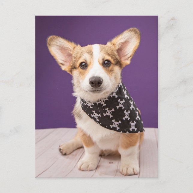 Postal Animales de bebé más afectados | Corgi Puppy Skull (Anverso)