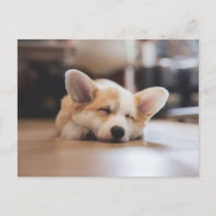 Postal Animales de bebé más afectados   Corgi somnoliento
