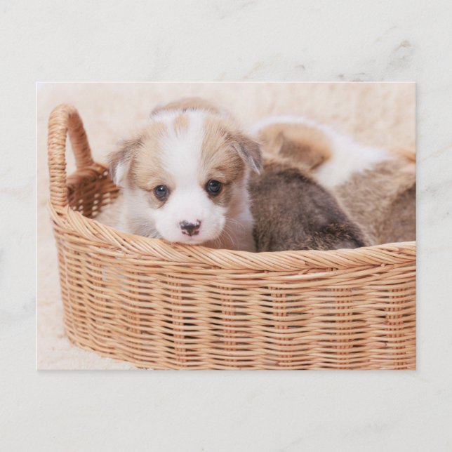 Postal Animales de bebé más afectados | Corgi Tiny Puppy (Anverso)