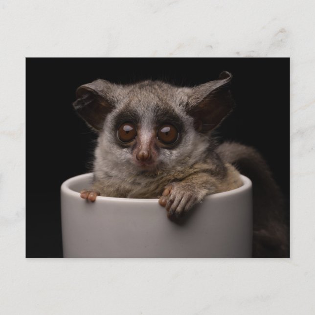 Postal Animales de bebé más afectados | Cute Bushbaby (Anverso)