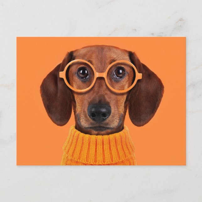 Postal Animales de bebé más afectados | Dachshund Naranja (Anverso)