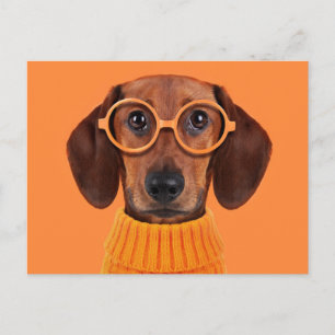 Postal Animales de bebé más afectados   Dachshund Naranja