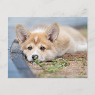 Postal Animales de bebé más afectados   El corgi en el ya