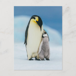 Postal Animales de bebé más afectados   Emperador Pingüin