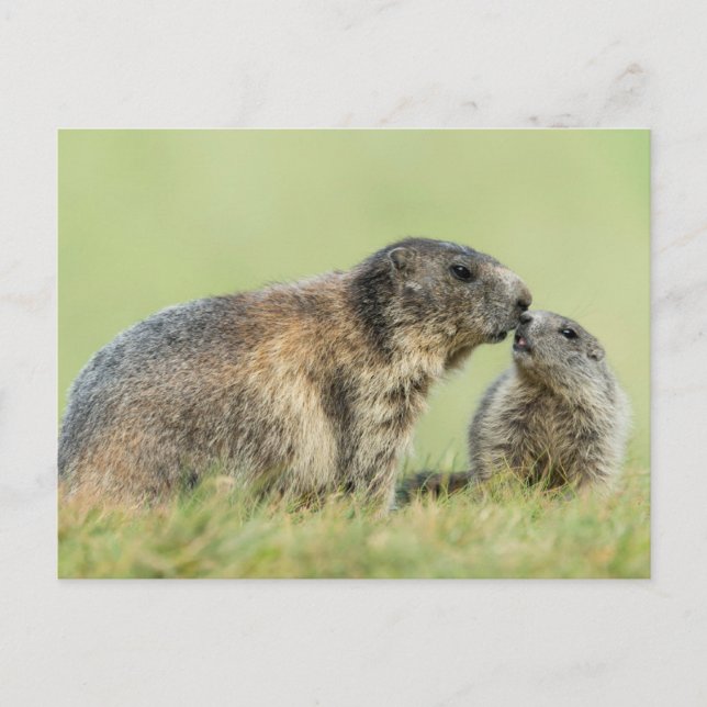Postal Animales de bebé más afectados | Familia de marmot (Anverso)