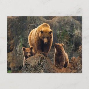 Postal Animales de bebé más afectados   Familia de oso ma