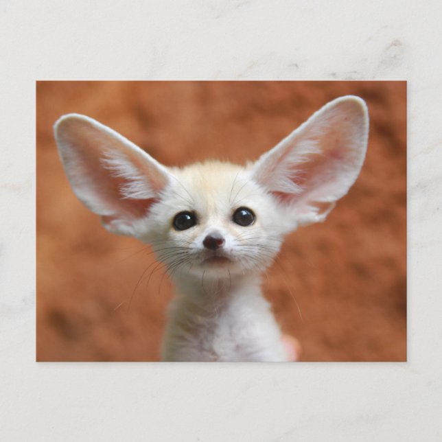 Postal Animales de bebé más afectados | Fennec Fox Pup (Anverso)