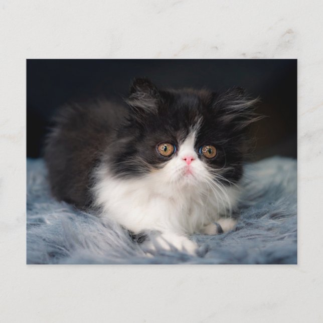 Postal Animales de bebé más afectados | Fluffy B&W Kitten (Anverso)