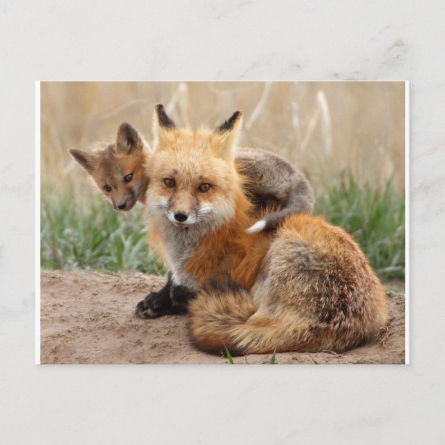 Postal Animales de bebé más afectados | Fox y Bebé Rojos (Anverso)