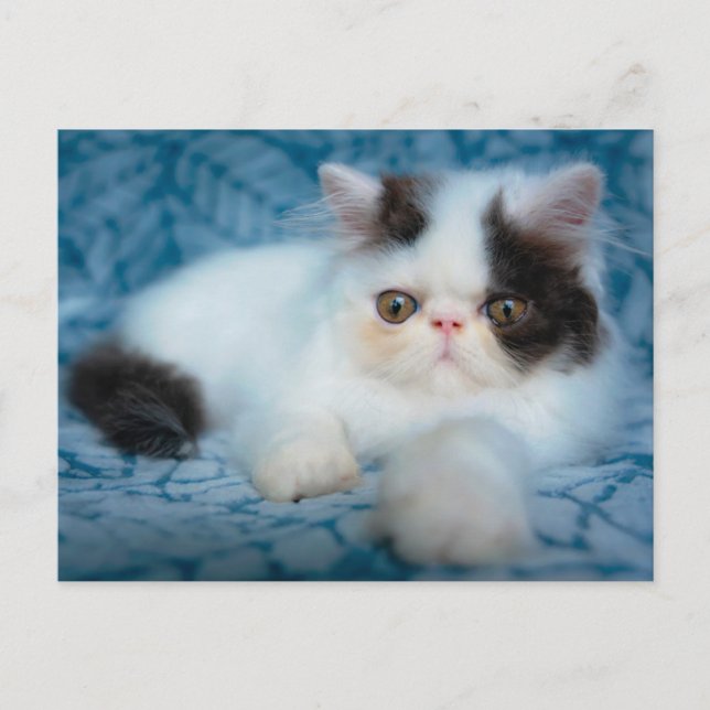 Postal Animales de bebé más afectados | Gatito blanco y n (Anverso)