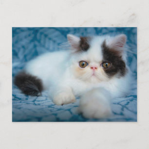 Postal Animales de bebé más afectados Gatito blanco y n