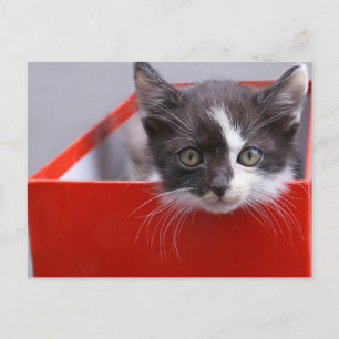 Postal Animales de bebé más afectados   Gatito blanco y n