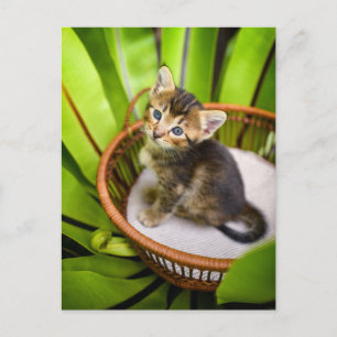Postal Animales de bebé más afectados Gatito en canasta