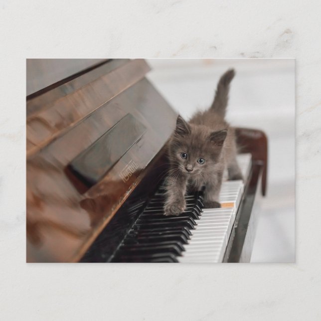 Postal Animales de bebé más afectados | Gatito en piano (Anverso)
