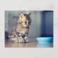 Animales de bebé más afectados | Gatito persa de o