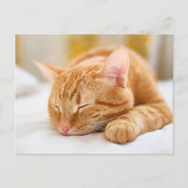 Postal Animales de bebé más afectados | Gato de jengibre  (Anverso)