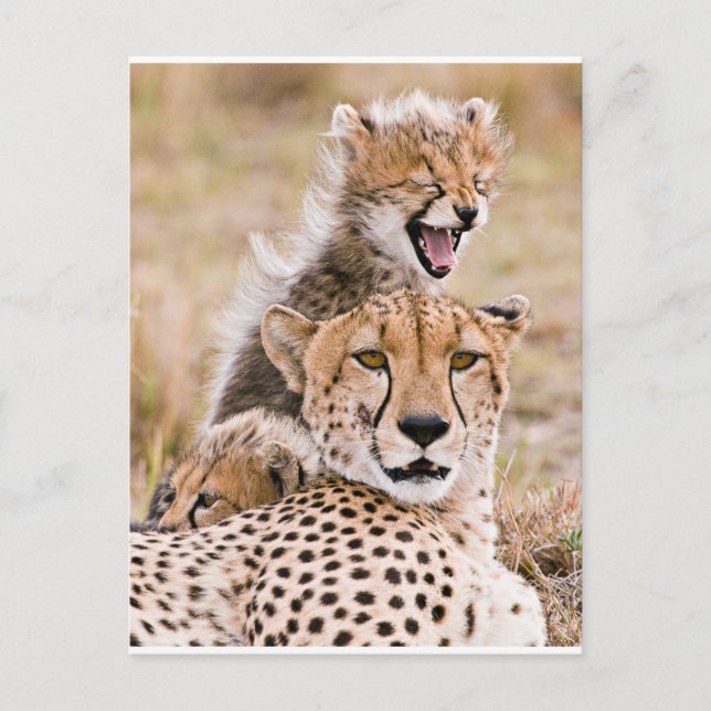 Postal Animales de bebé más afectados | Gato y cubina gue (Anverso)