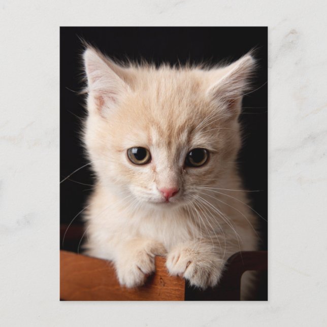 Postal Animales de bebé más afectados | Ginger Kitten (Anverso)