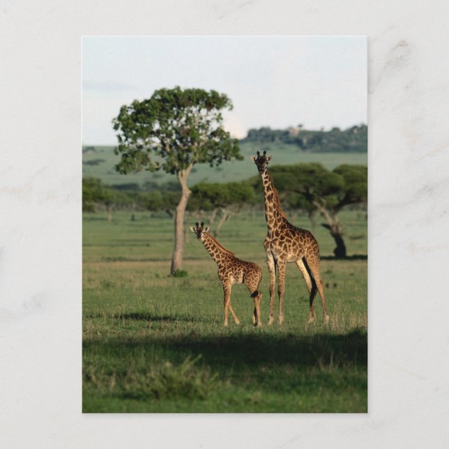 Postal Animales de bebé más afectados | Giraffe Calf & Ma (Anverso)